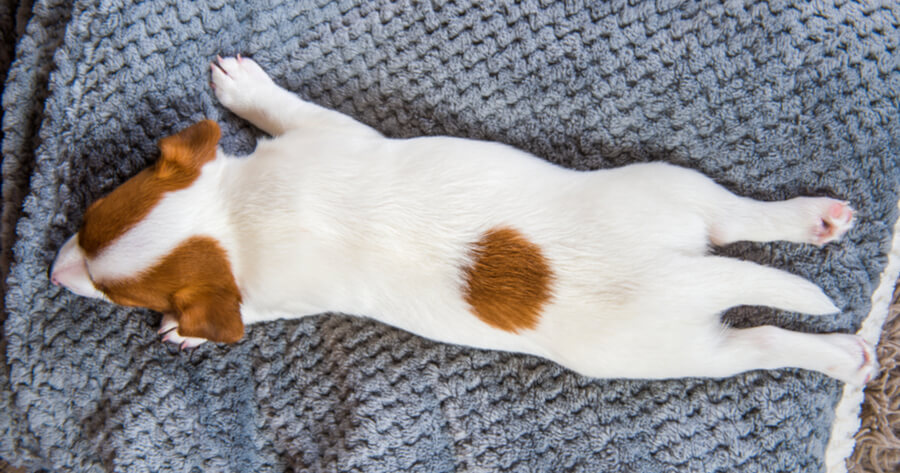 Schlafpositionen Vom Hund Einfach Erkl rt schlafpositionen-vom-hund-einfach-erkl-rt